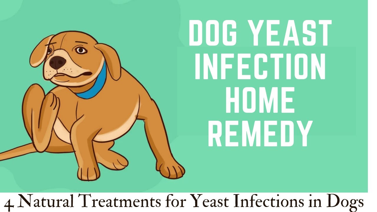 Dog yeast infection home remedy | 4 Natural Treatments for Yeast ...