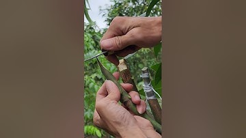 Ghép xoài đơn giản - nhanh ra đọt non | Plant grafting and tree care techniques #2567
