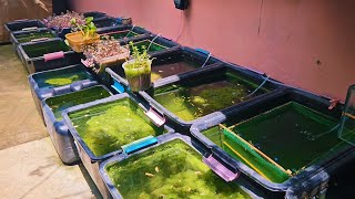 Natural Outdoor Setup Loaded with Hundreds of Baby Guppies and Beautiful Breeder Guppies!