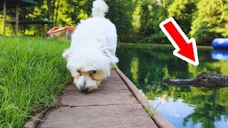 PUPPY EXPLORES THE POND!! YOU WON'T BELIEVE WHAT HAPPENS...