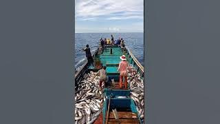 Mancing cakalang laut kaimana