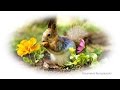 Flower Power with Squirrels | St.Petersburg - Russia