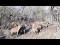 Hyenas vs 2 young male Lions over a kudu kill  #DeepWildLife #BigCats #Crocuta