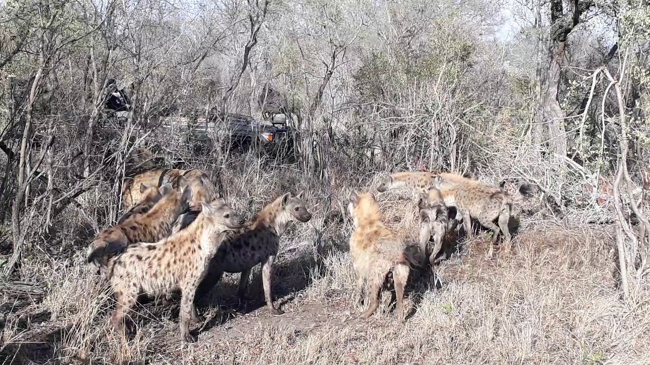 Hyenas vs 2 young male Lions over a kudu kill 