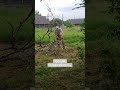 Прощание с деревом — это всегда грустно... #заброшенныйдом #рестоврация  #домвдеревне