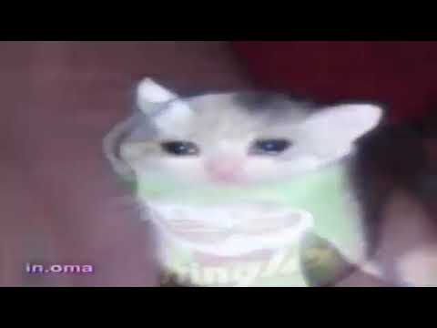 Gatos llorando #MEME - YouTube