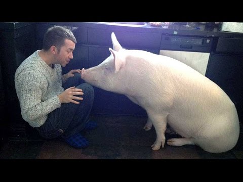 This Couple Thought They Adopted A Mini Pig But It Grew Up Into