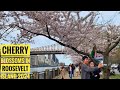 Roosevelt island  cherry blossom  2024  roosevelt island new york 2024