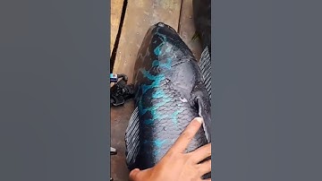 một loài cá khổng lồ thủy quái sông mekong #cacconvat #docla #fishing