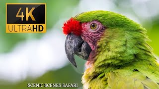 ColourFull Birds Of The World 4K - Scenic Wildlife Film With Calming Music | Scenic Scenes Safari