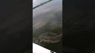 6#монстр волжских глубин#fishing #big fish#крупный сом#сом на квок#рыбалка с лодки