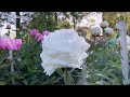 Peony bowl of cream  peony plants and roots exclusive flower bulbs and perennials from holland