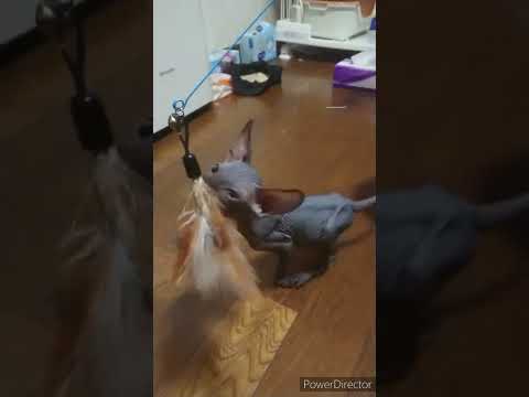 スフィンクスの子猫アルくん おもちゃ遊び② #shorts