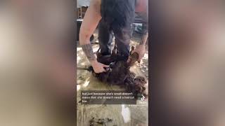 Viral Sheep Shearing Stories From TikTok