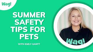 Top 3 Summer Safety Tips for Pets | Wag! by Wag! Dog Walking 446 views 1 year ago 5 minutes, 34 seconds