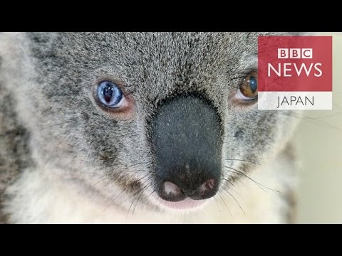 まるでボウイのようなコアラ保護