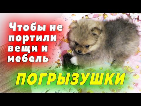 Бейне: Сіз ветеринарлар кеңсесінде 50 долларға барғанда не аласыз