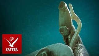 Очищение организма от паразитов. Как соблюдать гигиену? Очищение организма от паразитов. Как соблюдать гигиену?