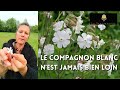 Le compagnon blanc nest jamais bien loin 