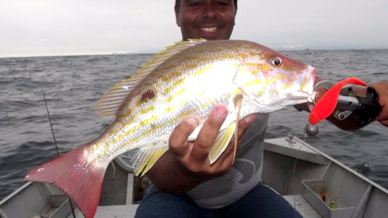 Dicas para pescaria de Vermelho Cioba YouTube Dicas para pescaria de Vermelho Cioba YouTube