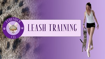 How to Train Your Cat to Walk on a Leash: A Step-by-Step Guide