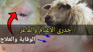 علاج جدري الاغنام والماعز وكيفية الوقاية وأهم أعراض المرض .sheep pox