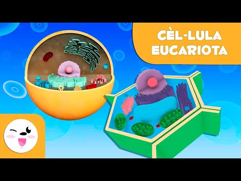 Vídeo: Com es diferencien d'estructura les cèl·lules vegetals i animals?