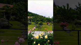 Blooms By The Lake Serene Journey Through Flower Garden