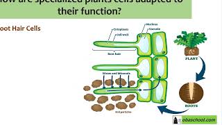 GCSE Biology Revision - Cell Structure and Transport - Specialisation in Plant Cells part 1