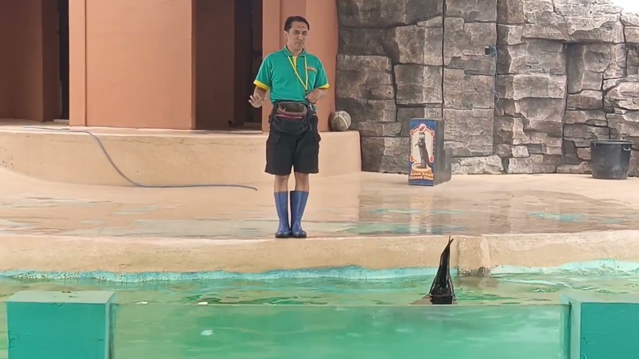 Pertunjukan singa laut di jatimpark 2 bersama anak Tk muslimat Nu1 sukolilo Jabung Malang