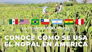 CONSUMO DE NOPAL | ASÍ SE COME EN DIFERENTES PAÍSES