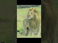 Lion Dominates Hyena Pup to Claim Territory | Wild Nature Moment