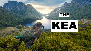 Photographing KEA In FIORDLAND New Zealand