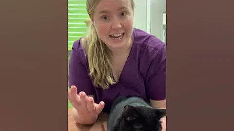 How To Syringe Feed A Cat