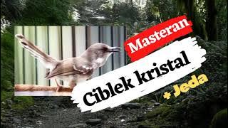 Ciblek Kristal Gacor, Variasi Tembakan   jeda, Ampuh !!!