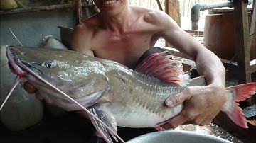 Cậu Mười bắt được cá lăng khủng - Cá Lăng sông Bé nấu chua ✅