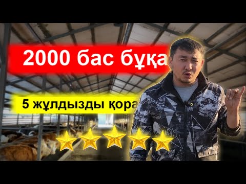 видео: 5 жұлдызды бұқа бордақылау қорасы 2000 бас бұқаға арналған 4 sala дробилка