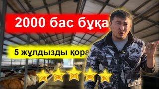 5 жұлдызды бұқа бордақылау қорасы 2000 бас бұқаға арналған 4 sala дробилка