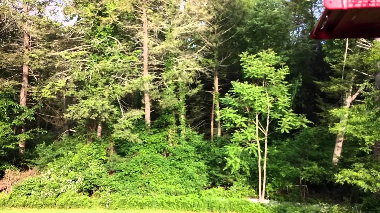 Pileated Woodpecker banging away. YouTube