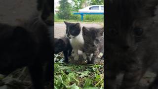 Baby Kittens Went Out To Breathe Fresh Air