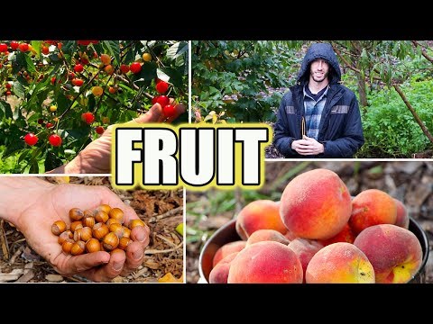 Video: Hvordan plante frukttrær: tips og triks