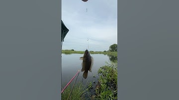 Câu cá rô đồng khủng #fishing #caucathugian #cauca #fishingvideo #xuhuongyoutube #viral