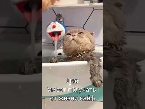 #shortvideo -Знаки зодиака в отпуске.