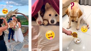 Funny TIKTOK Doggos - Most Viral Dogs Compilation #3