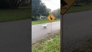 Duck core. 🦆🦆