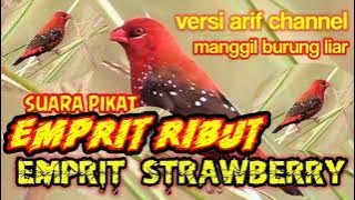 Suara Pikat Burung Emprit Strawberry
