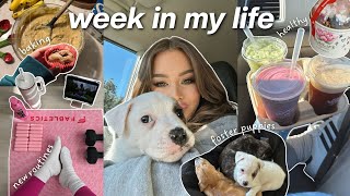 decluttering & cleaning for the new year, grocery haul, & foster puppies!! | week in my life