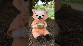 감자 수확 아르바이트 #chihuahua #치와와