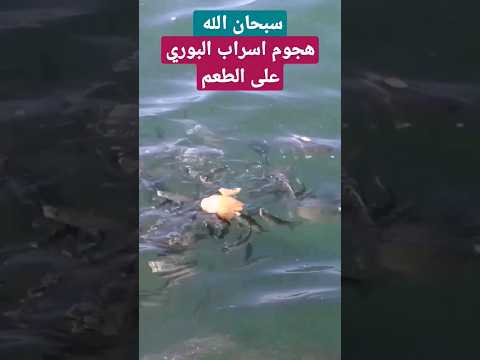 هجوم أسماك البوري الضخمة صيد سمك البوري صيد بالقصبة بلانكري صيد بالشعرة صيد بالقصبة أوركا