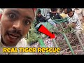 Real tiger rescue kiya ramala me  jaan bachani muskil